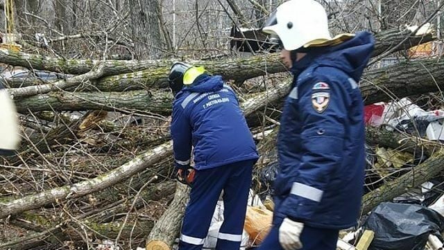 Ростовчане могут подать в суд из-за падающих на авто деревьев