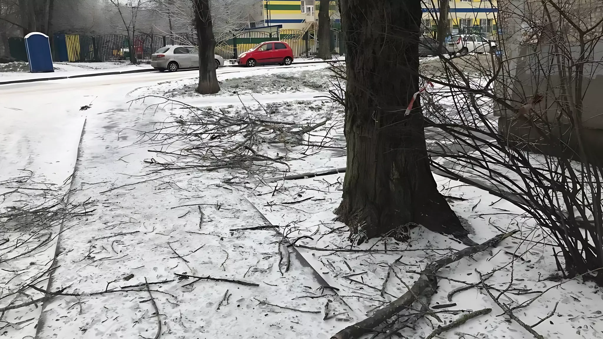 Ледяная корка грозит серьезными проблемами деревьям в Ростове