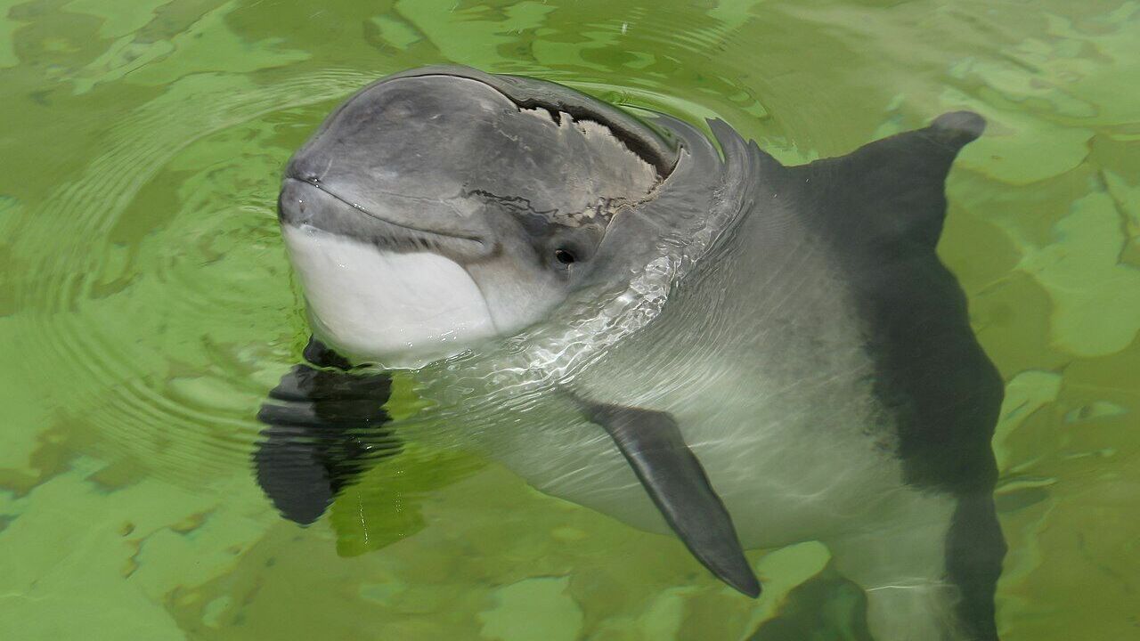 Зоолог рассказал, почему в Ростовской области массово погибают дельфины