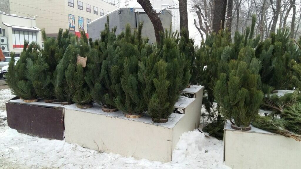 В Ростовской области до 15 декабря откроют 311 елочных базаров