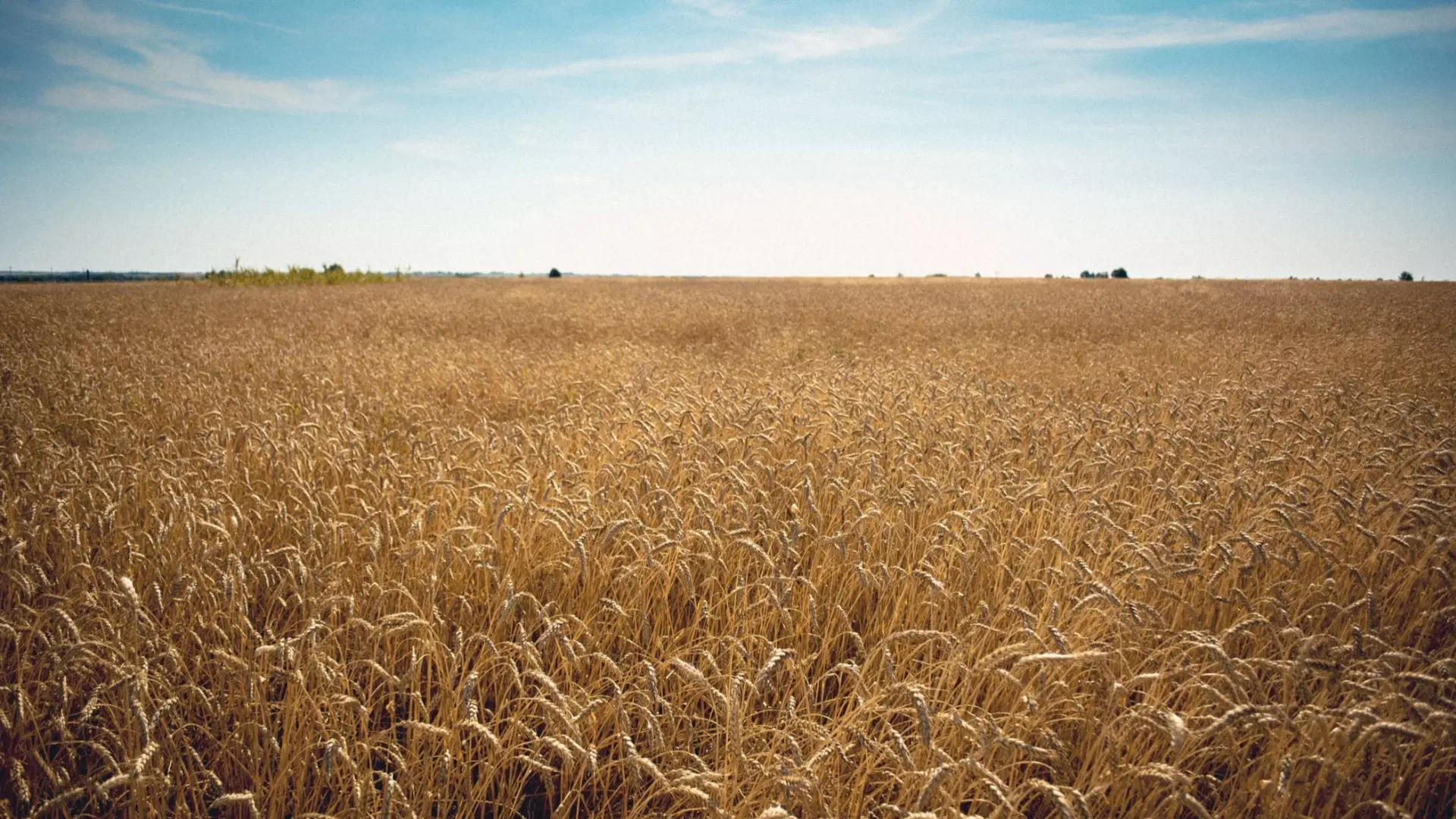 Эксперты: Мировые цены на пшеницу заметно вырастут