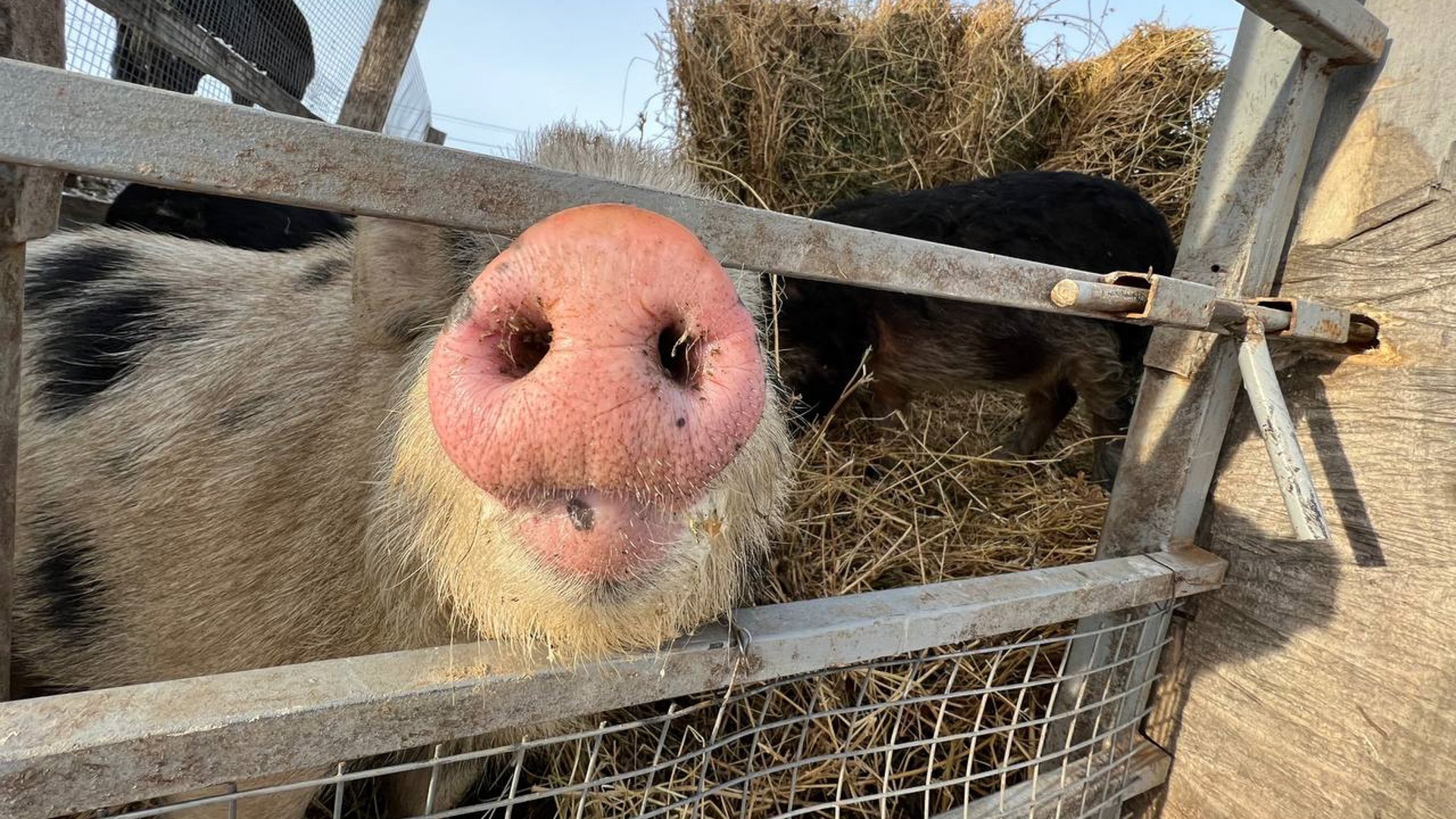 Эколог объяснил, как избавиться от африканской чумы свиней в Краснодарском крае
