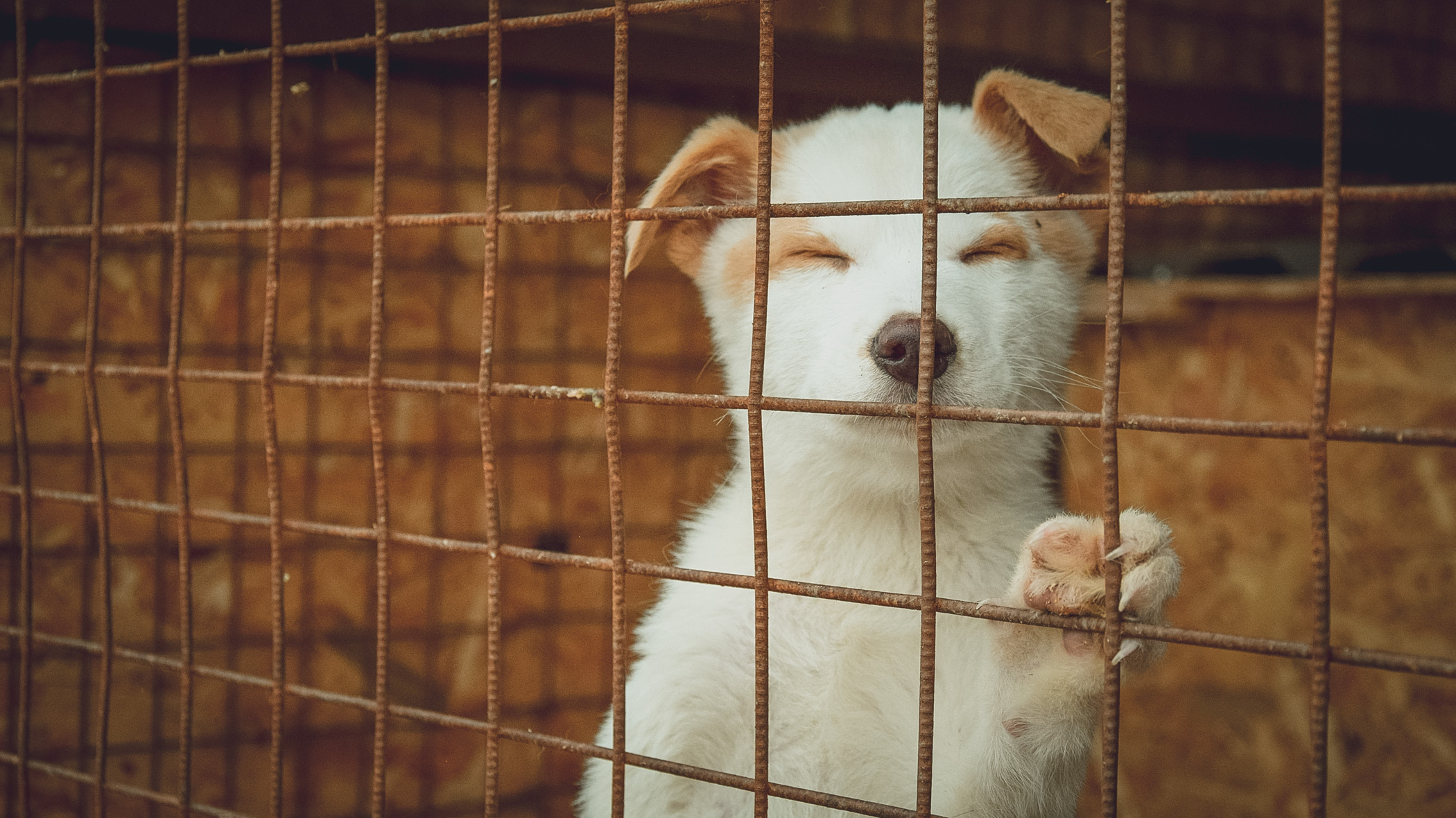 Новый закон по обращению с животными приняли в Ростовской области