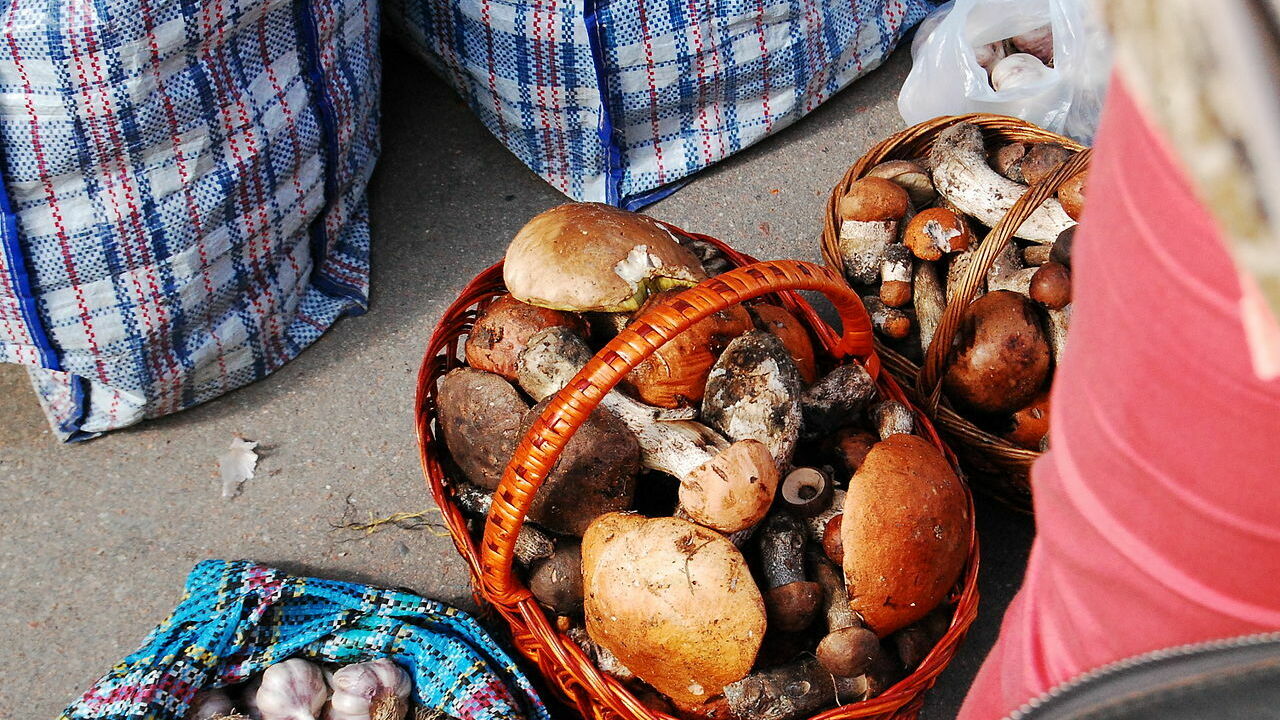 Какие грибы съедобные в Ростовской области