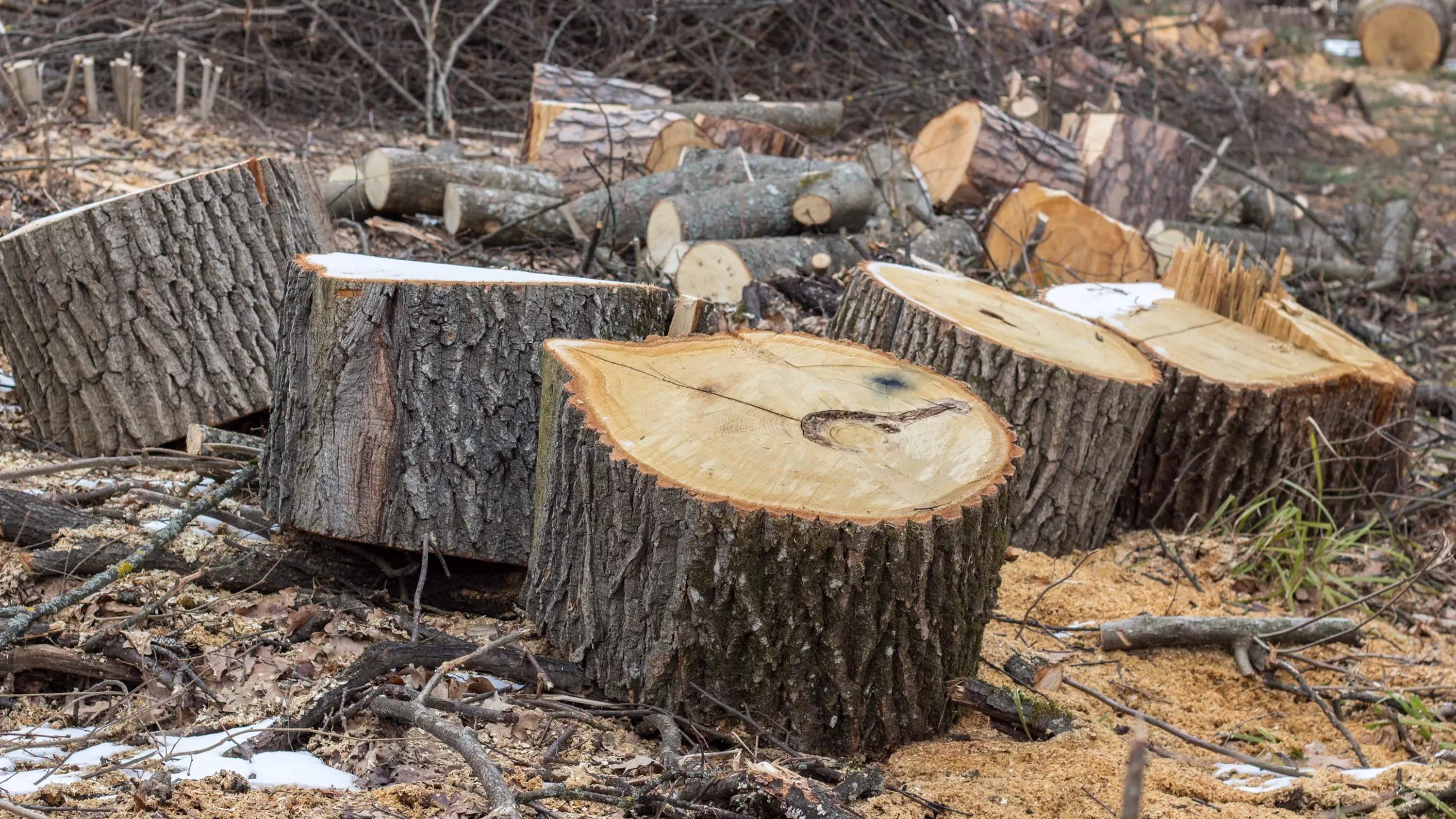Ростовчане рассказали о незаконном уничтожении деревьев в Советском районе Ростове