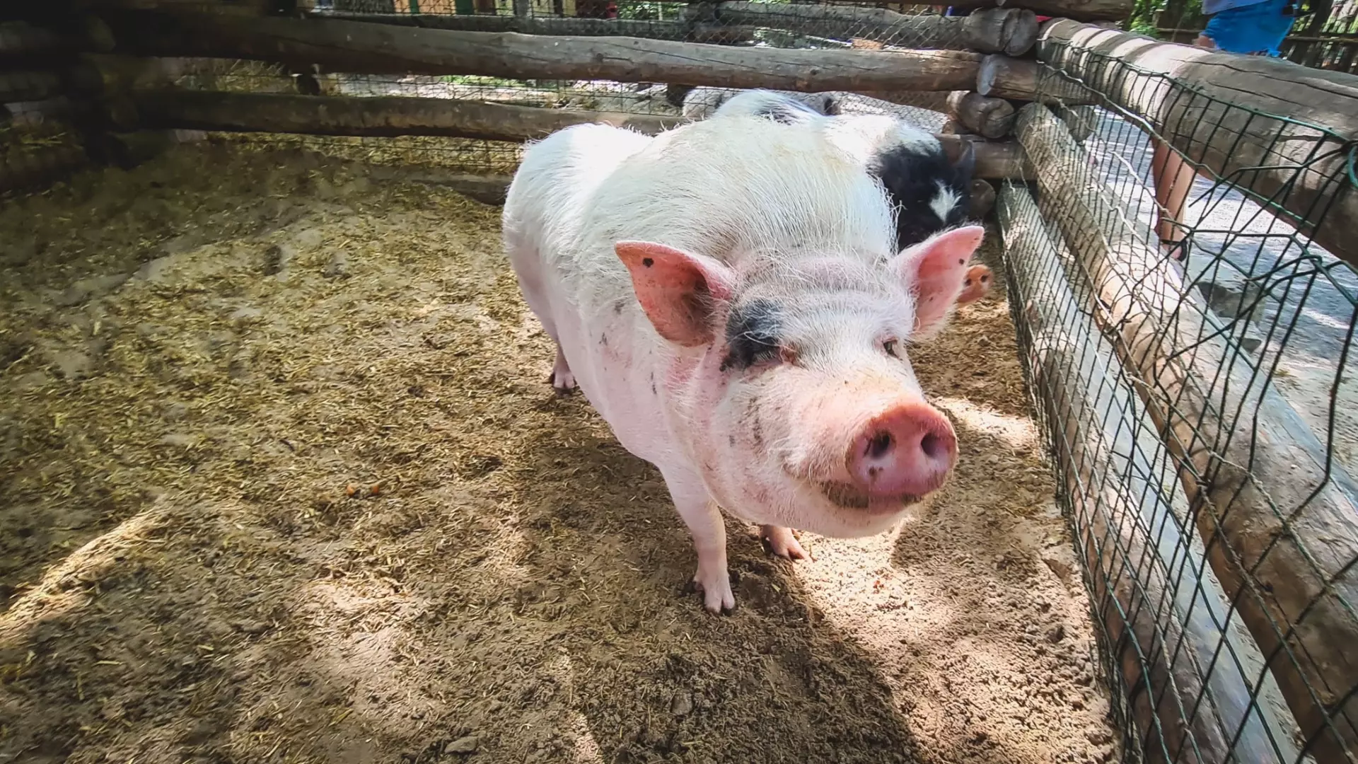 В двух районах Ростовской области ввели карантин из-за чумы свиней