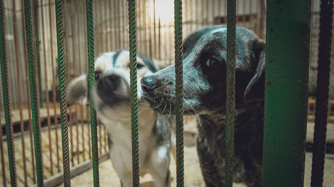 До 4 марта обещают отловить всех бездомных собак в Левенцовке в Ростове