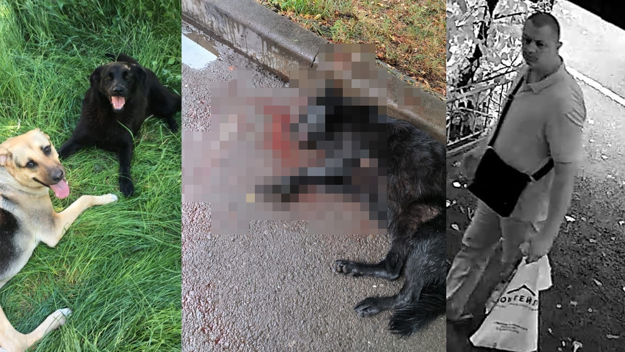 В полиции рассказали о действиях в отношении зверского отравления собак в Ростове