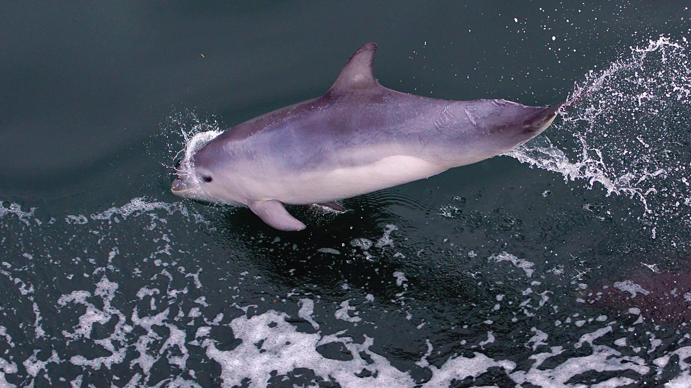 Эколог рассказал, почему погибли дельфины на берегу залива в Ростовской области