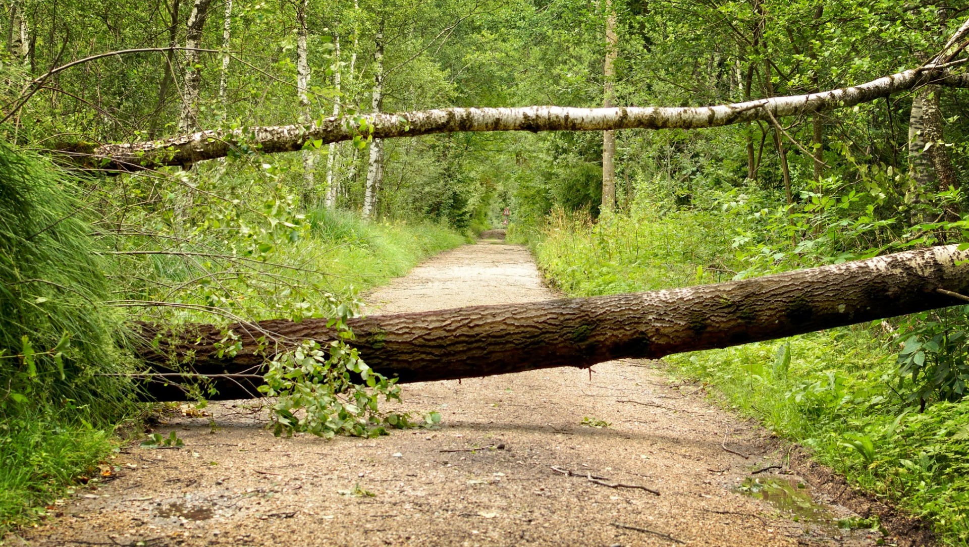 В Ростовской области упавшее дерево парализовало движение на трассе 21 октября