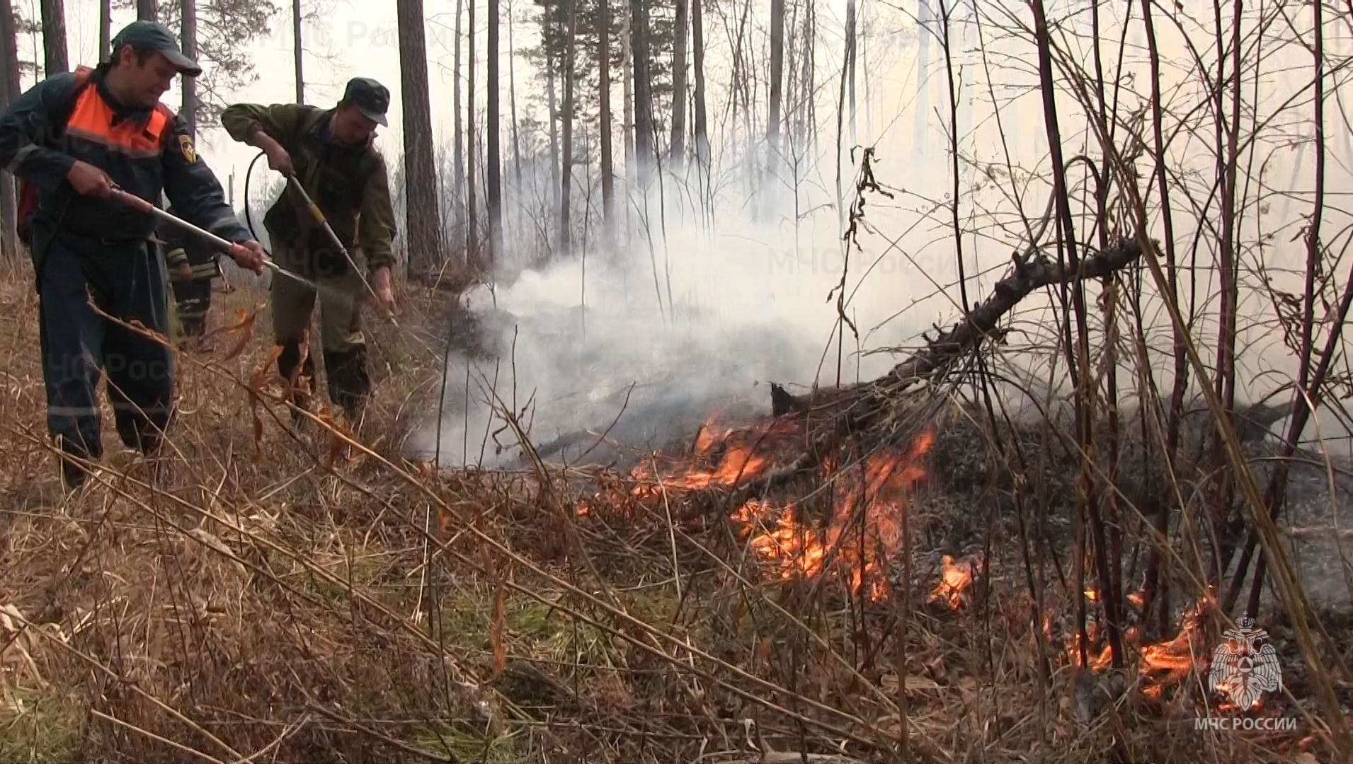 В Ростовской области 90% лесных пожаров происходят по вине человека