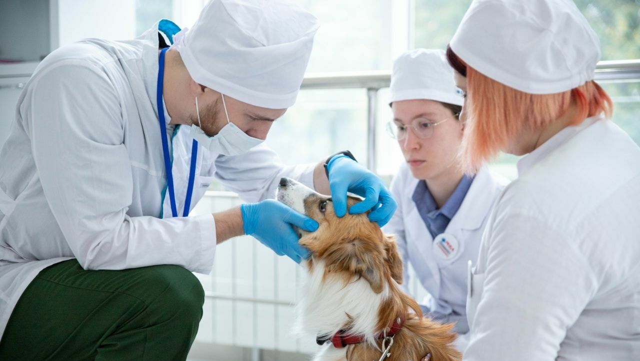 Аспирант ДГТУ вошел в рейтинг лучших молодых профессионалов в области ветеринарии