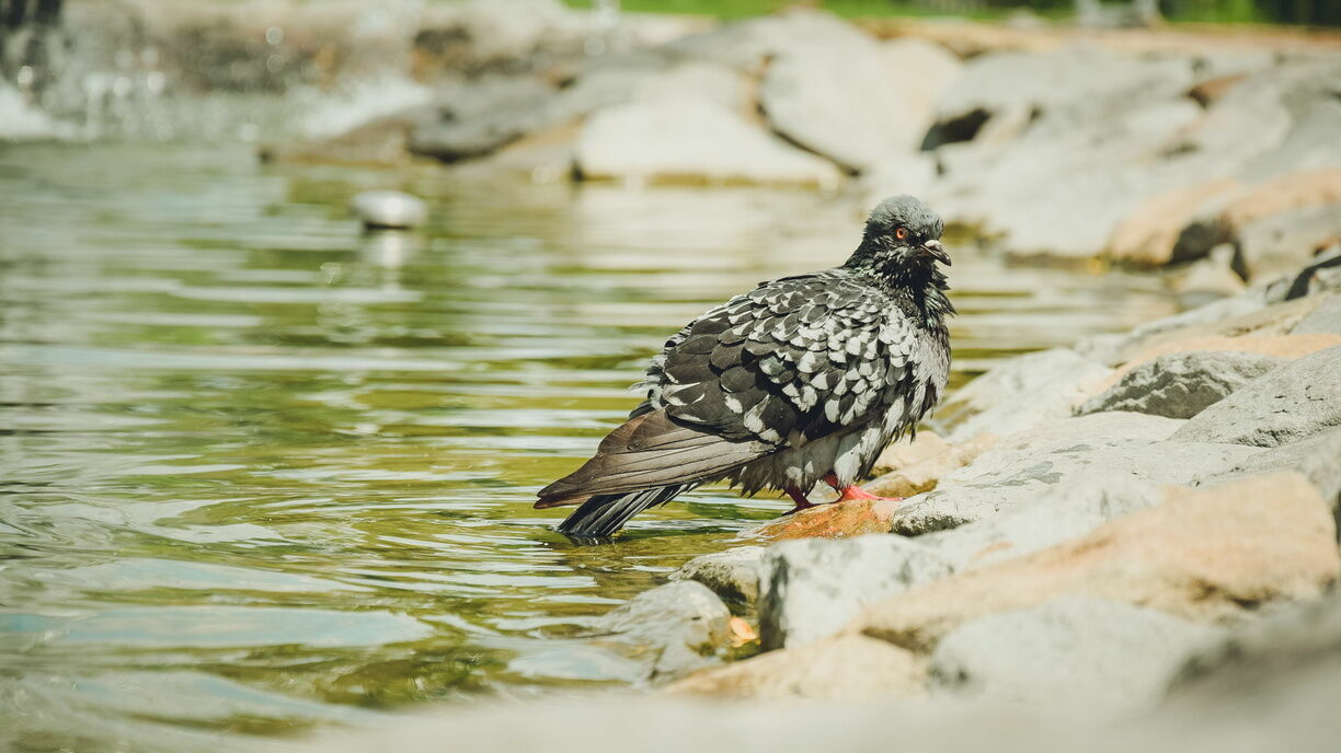 «У птиц есть еще одно опасное заболевание — орнитоз», — сообщает зоолог.