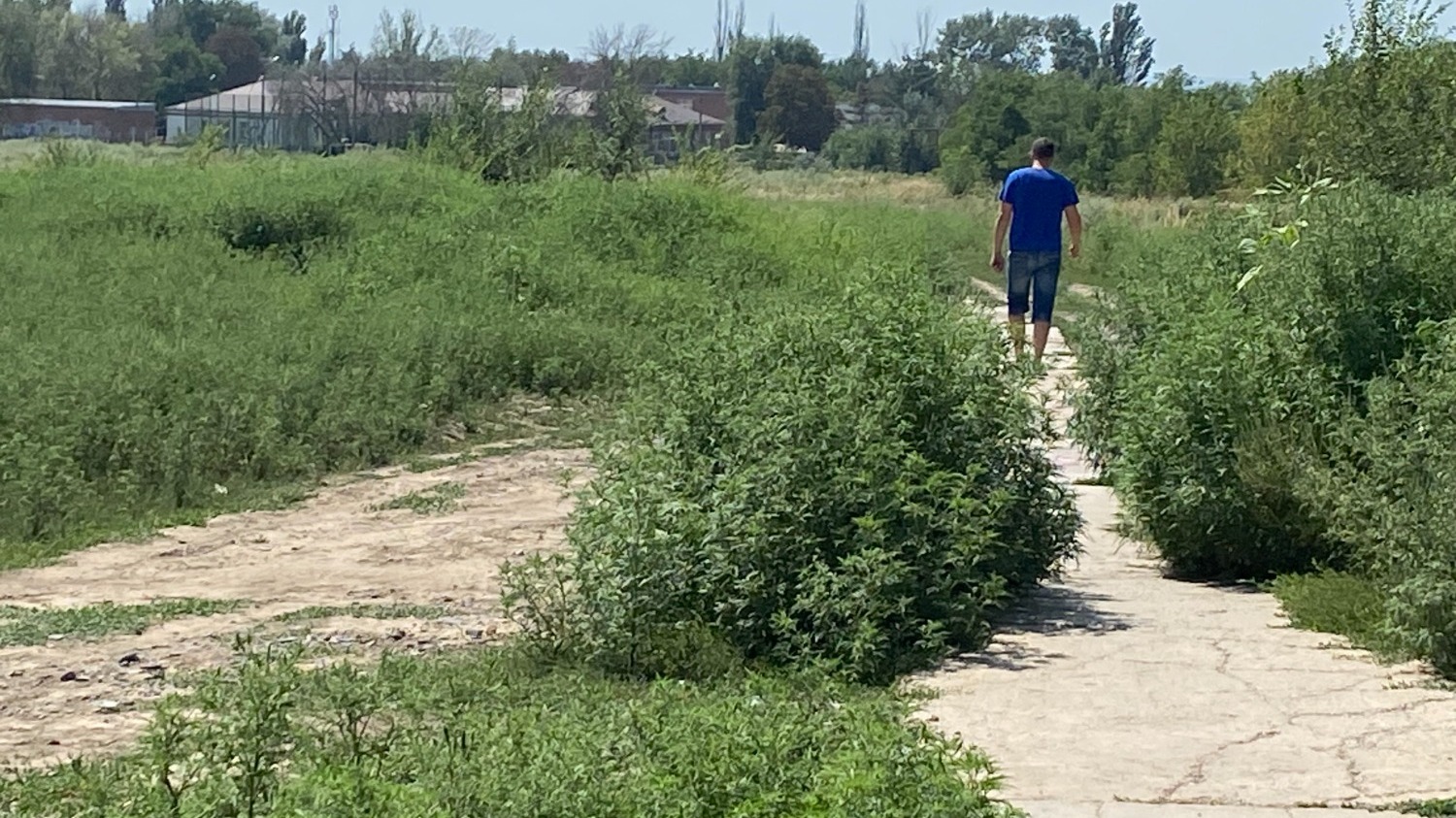 Жители микрорайона Левенцовкий рассказывают, что на их территории разрослись огромные поля с амброзией.
