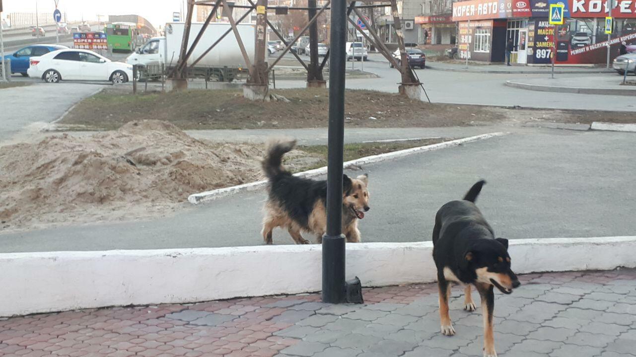 Бездомных собак на Можайской в Ростове отловят после жалоб жителей