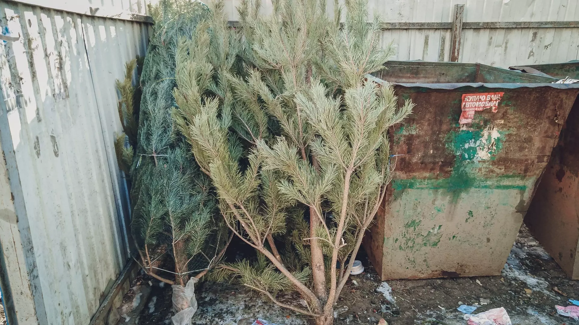 Власти рассказали, куда ростовчане могут отдать елку после Нового года
