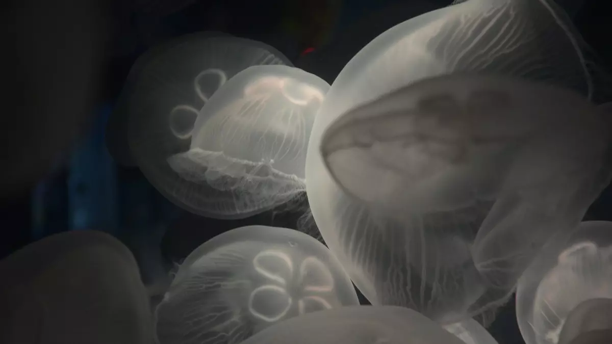 Ростовский ученый предупредил о катастрофе из-за медуз в Азовском море