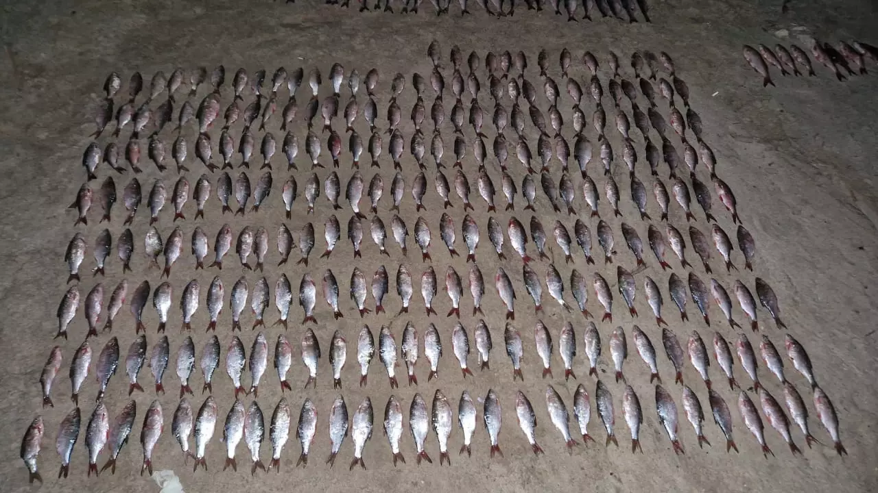 Двух браконьеров задержали за вылов более 500 рыб в Ростовской области