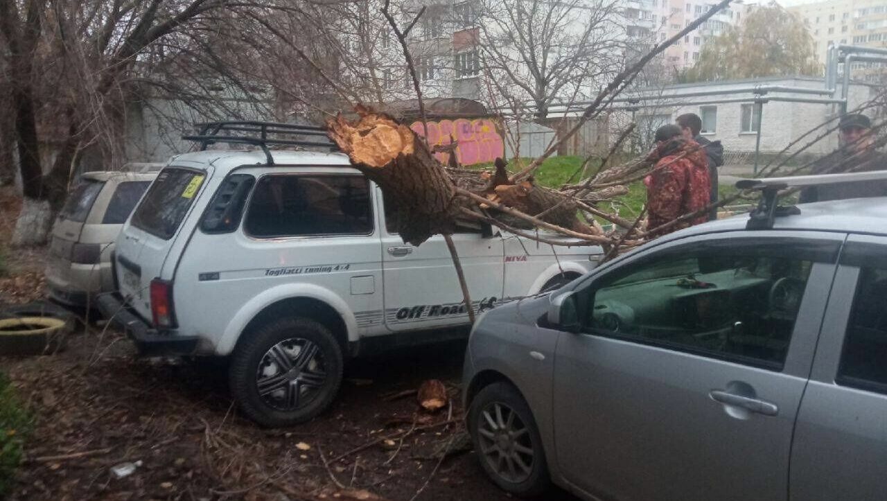 Рухнувшее дерево повредило несколько автомобилей в Батайске ночью 26 ноября