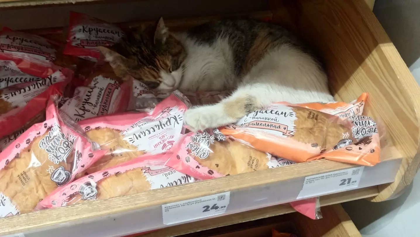 Ростовчанин пожаловался на спящего кота среди хлеба в магазине «Магнит»
