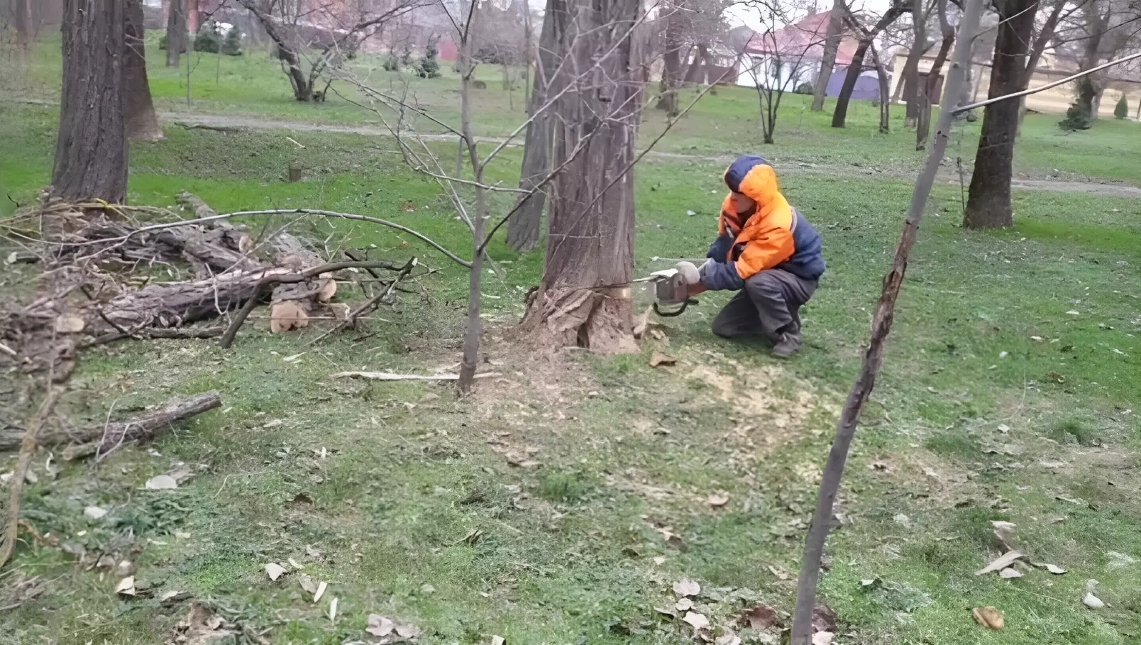 Рабочие заявили, что уничтожат более 100 деревьев в парке Чуковского в Ростове