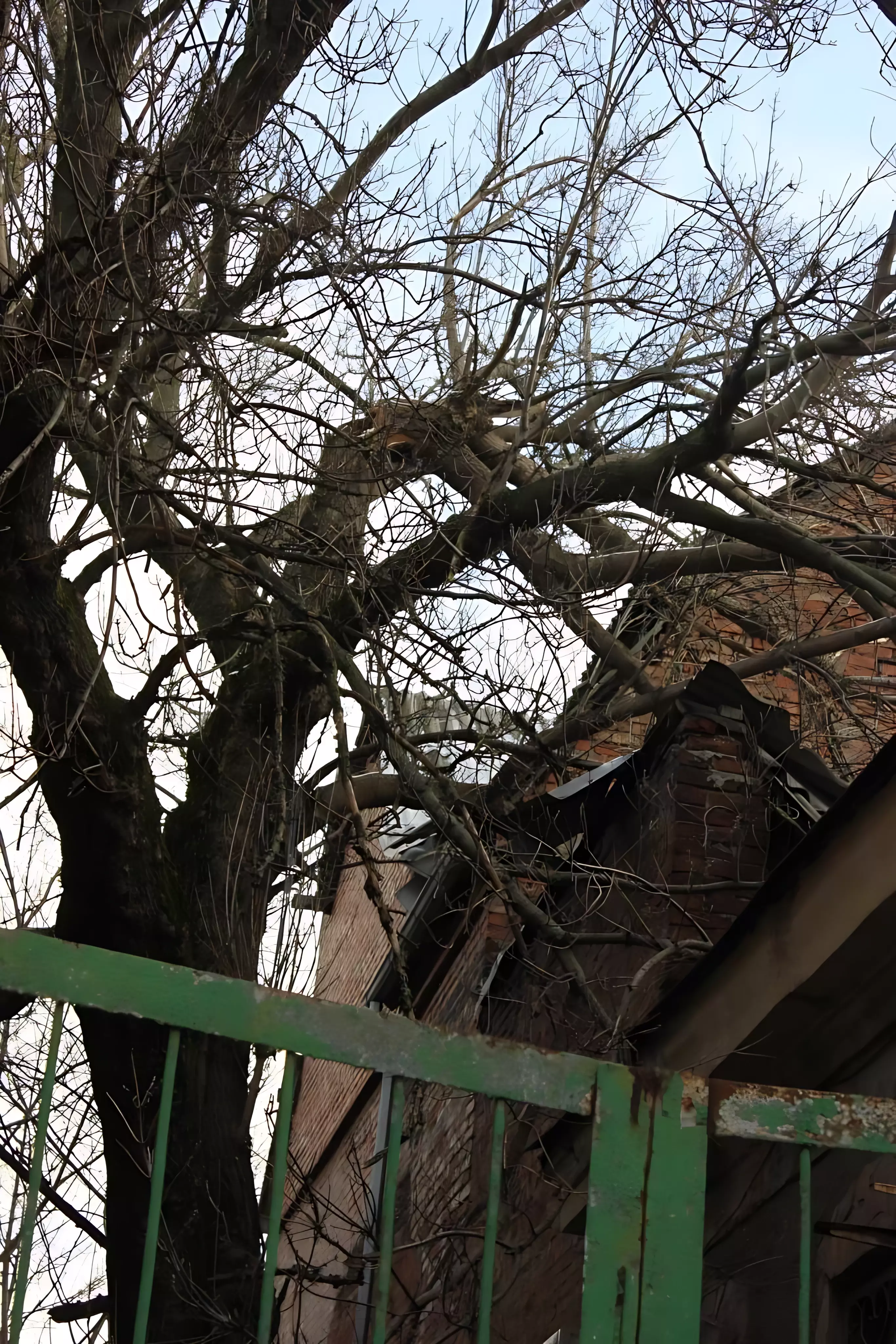 А в середине декабря дерево обрушилось на крышу дома ростовчанки.