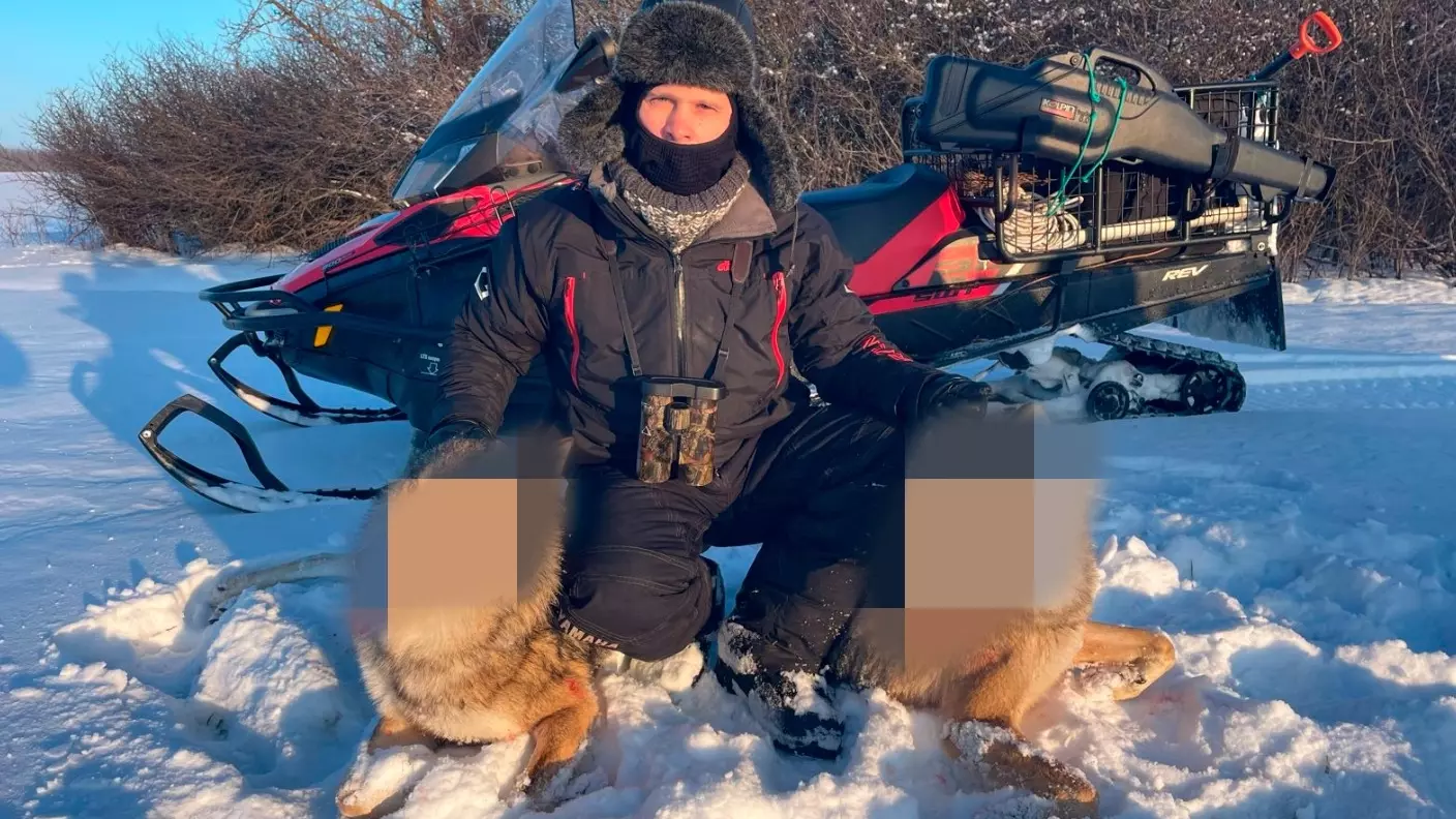 Охотник Жищенко рассказал, почему этой зимой в Ростовской области стало много волков