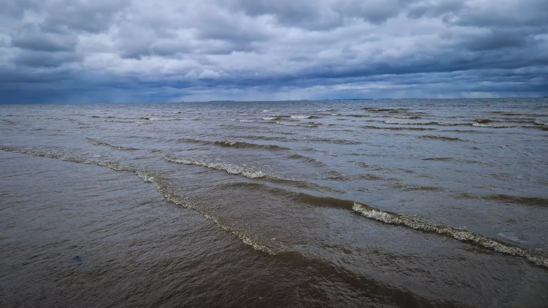 Мертвыми дельфинами оказался усеян берег Таганрогского залива