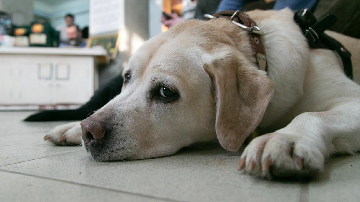 «Жуть собачья»: почему зоозащитники Ростова против эвтаназии бездомных животных