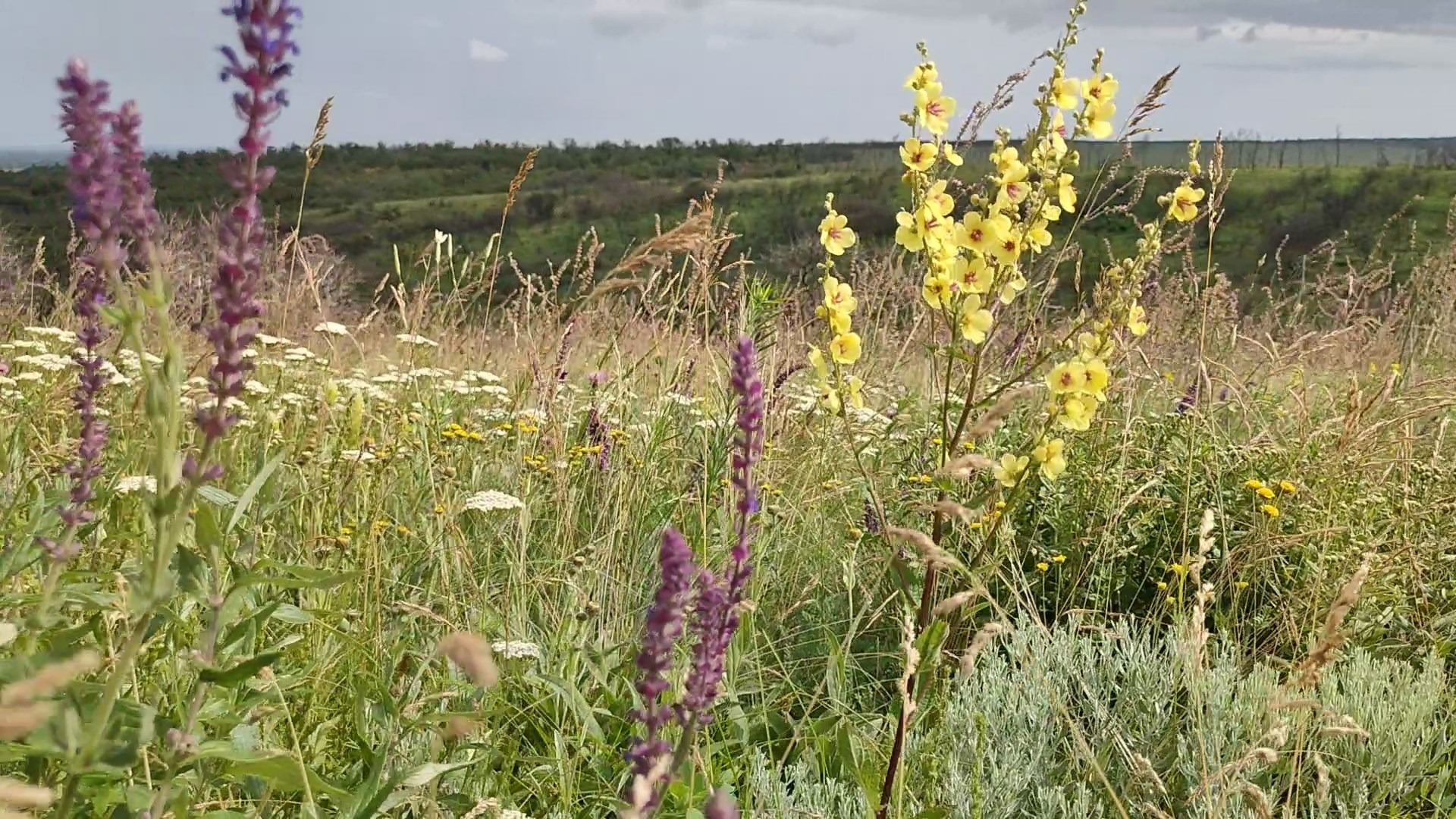 Эколог Лебедев заявил, что Ростовская область теряет реликтовые растения и пчел