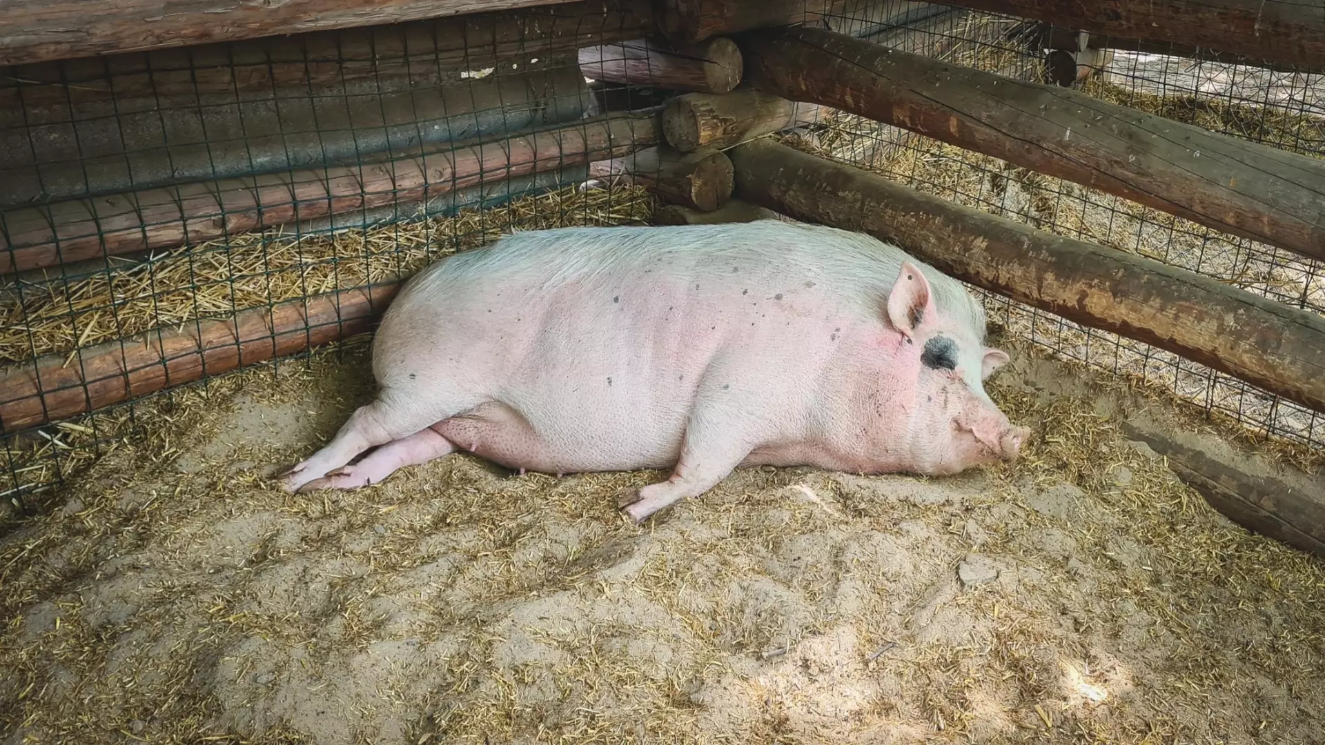 Уже второй за неделю очаг чумы свиней выявили в Семикаракорском районе