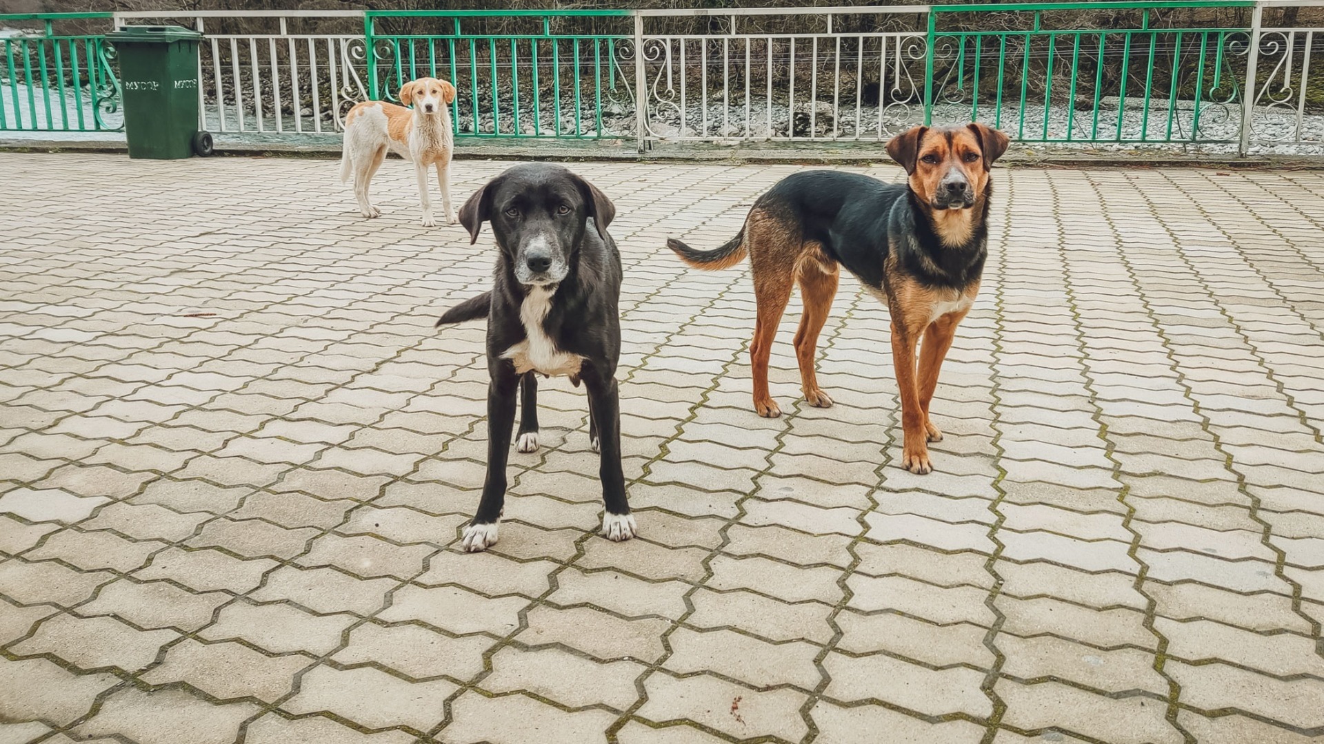 В парке Революции в Ростове свора бездомных собак напала на школьницу