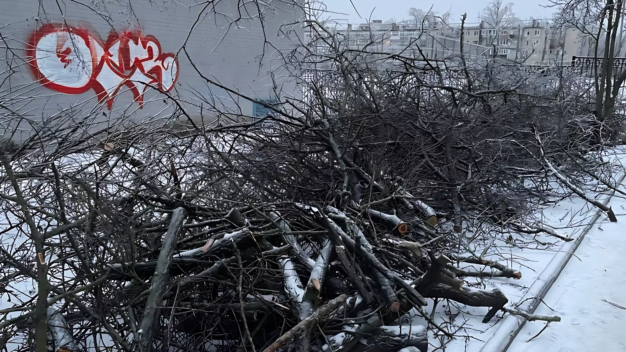 Власти заявили о пострадавших из-за падения деревьев в Ростове