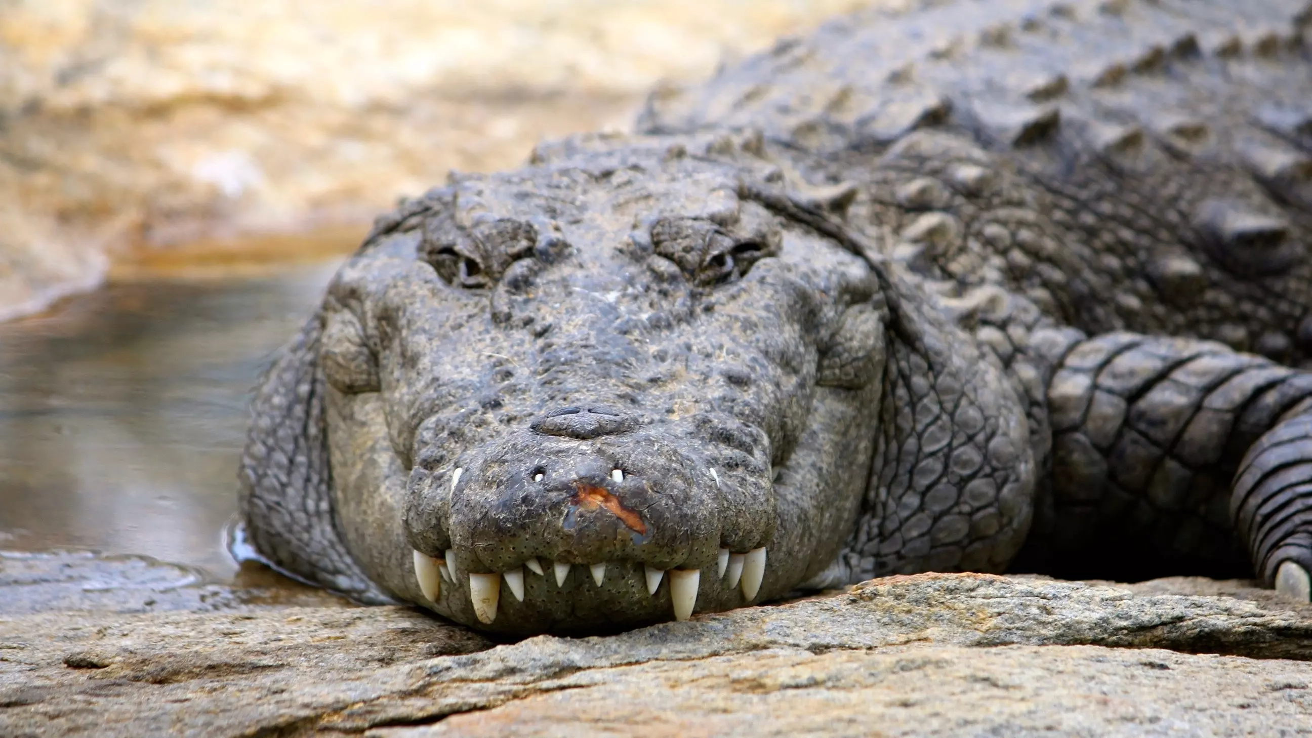 Житель Ростовской области пытался провезти в Казахстан двухметрового крокодила