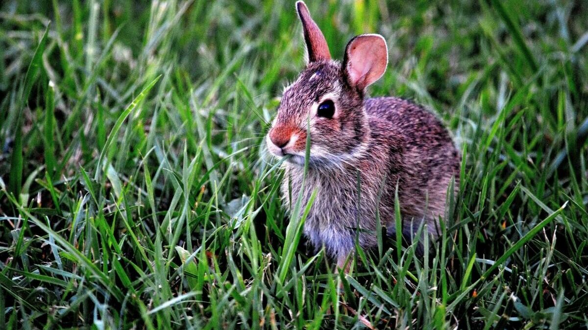В Ростовской области расследуют массовую гибель зайцев на полях