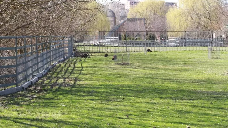 Козы с полутораметровыми ушами появились в ростовском зоопарке