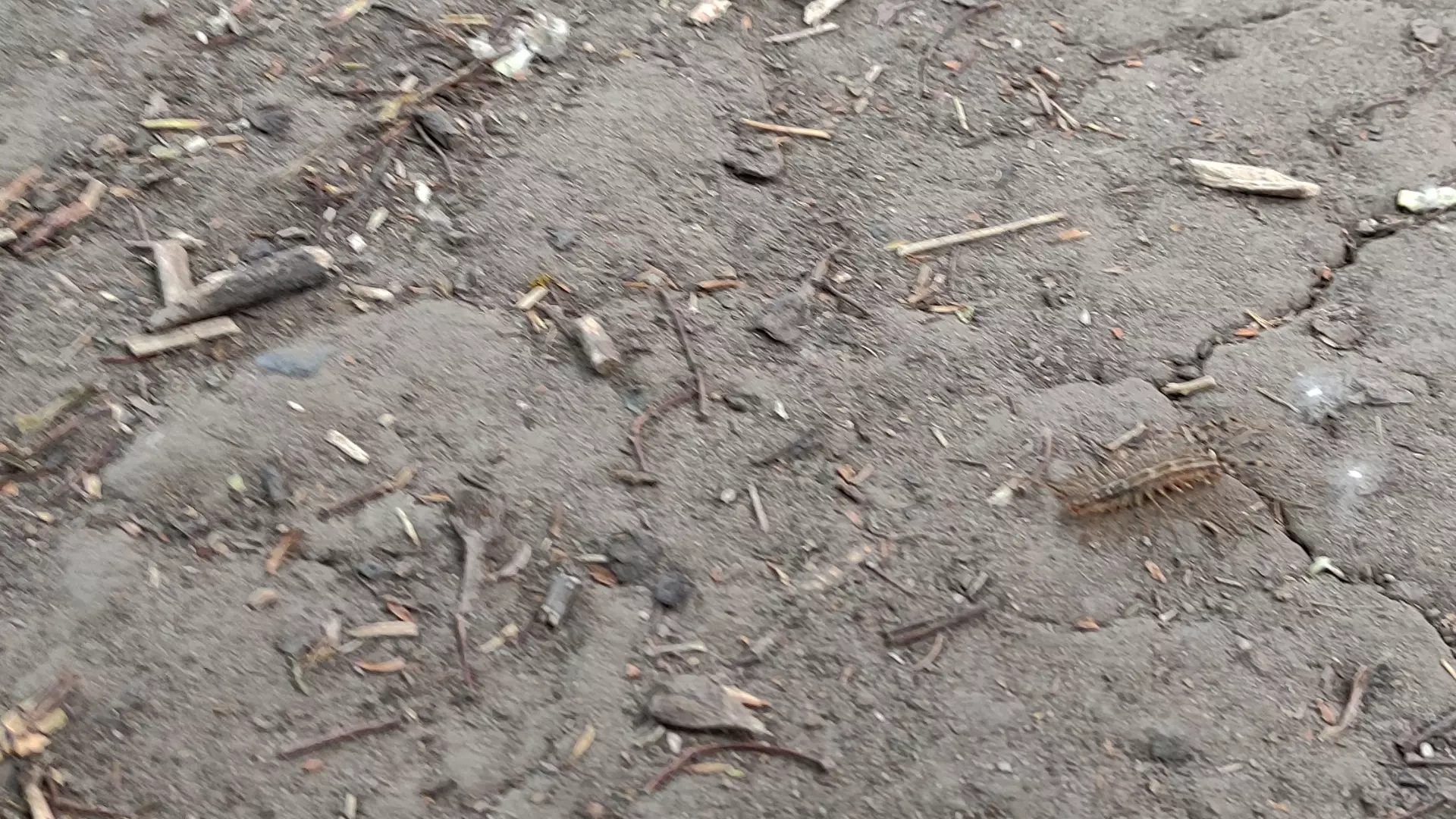 Зоолог Евсюков предупредил о массовом нашествии хищных мухоловок в Ростове