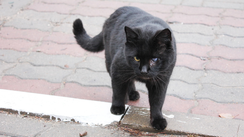 Введенный из-за дворового кота карантин по бешенству сняли в Новочеркасске