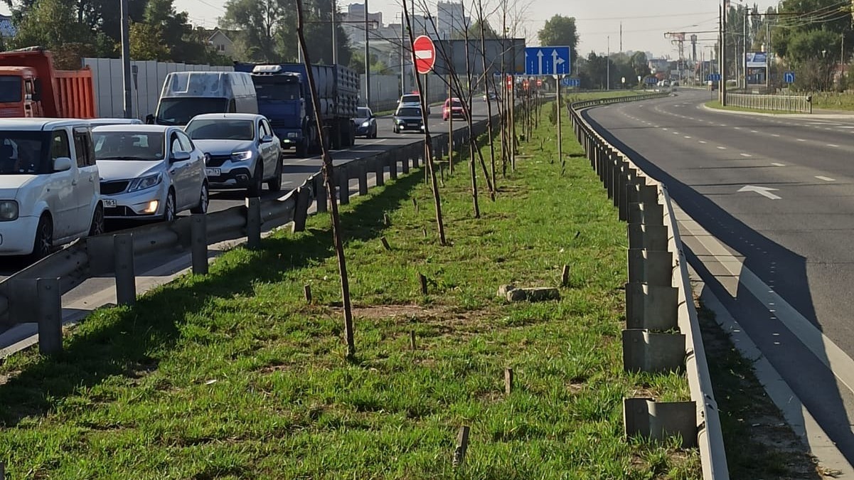 Жители Ростова требуют от властей высадить и поливать деревья на улице Малиновского