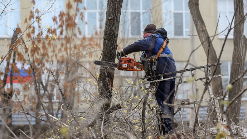 Ростовским предпринимателям разрешили не высаживать деревья взамен срубленных