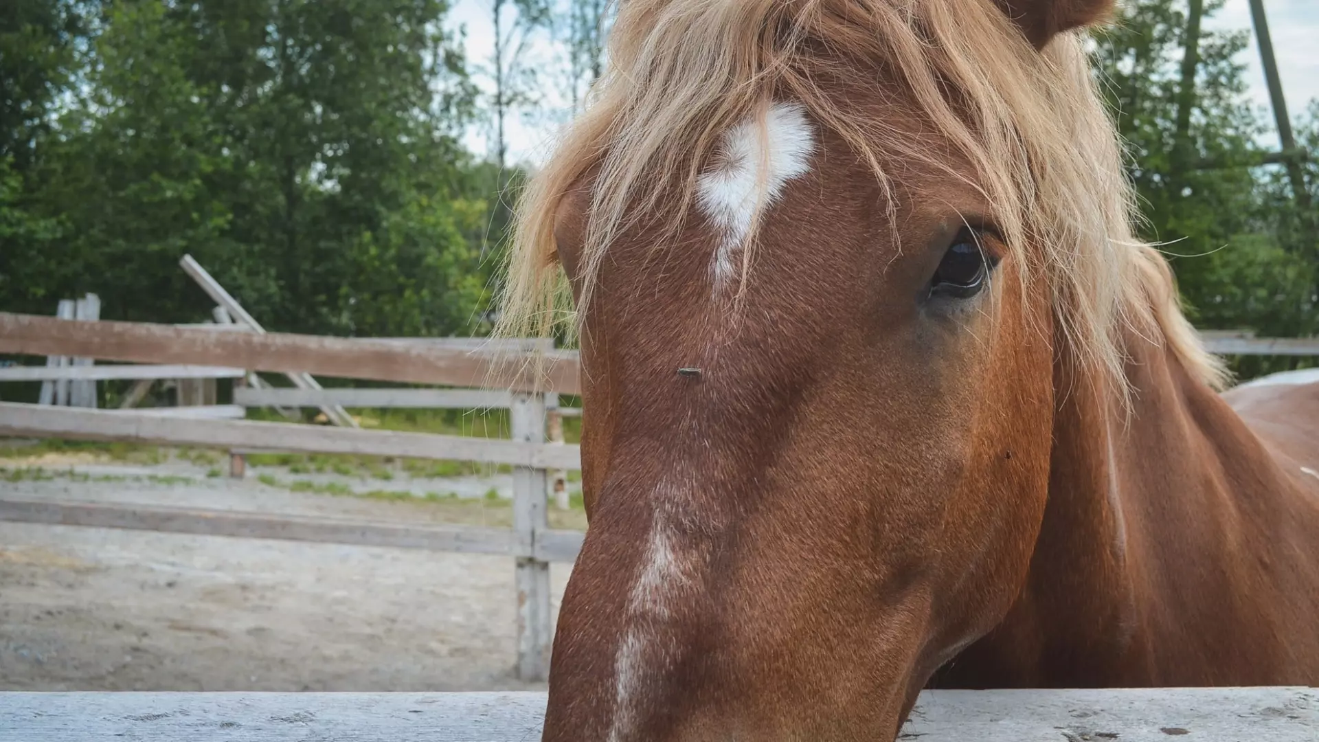 Разъяренная лошадь ударила копытом наездницу в Волгодонске