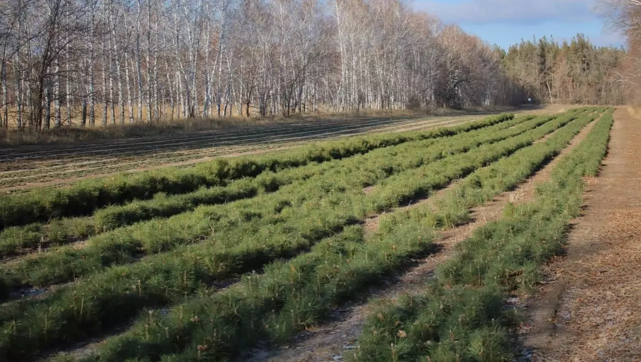 В Ростовской области планируют высадить более 1,9 тысячи гектаров леса