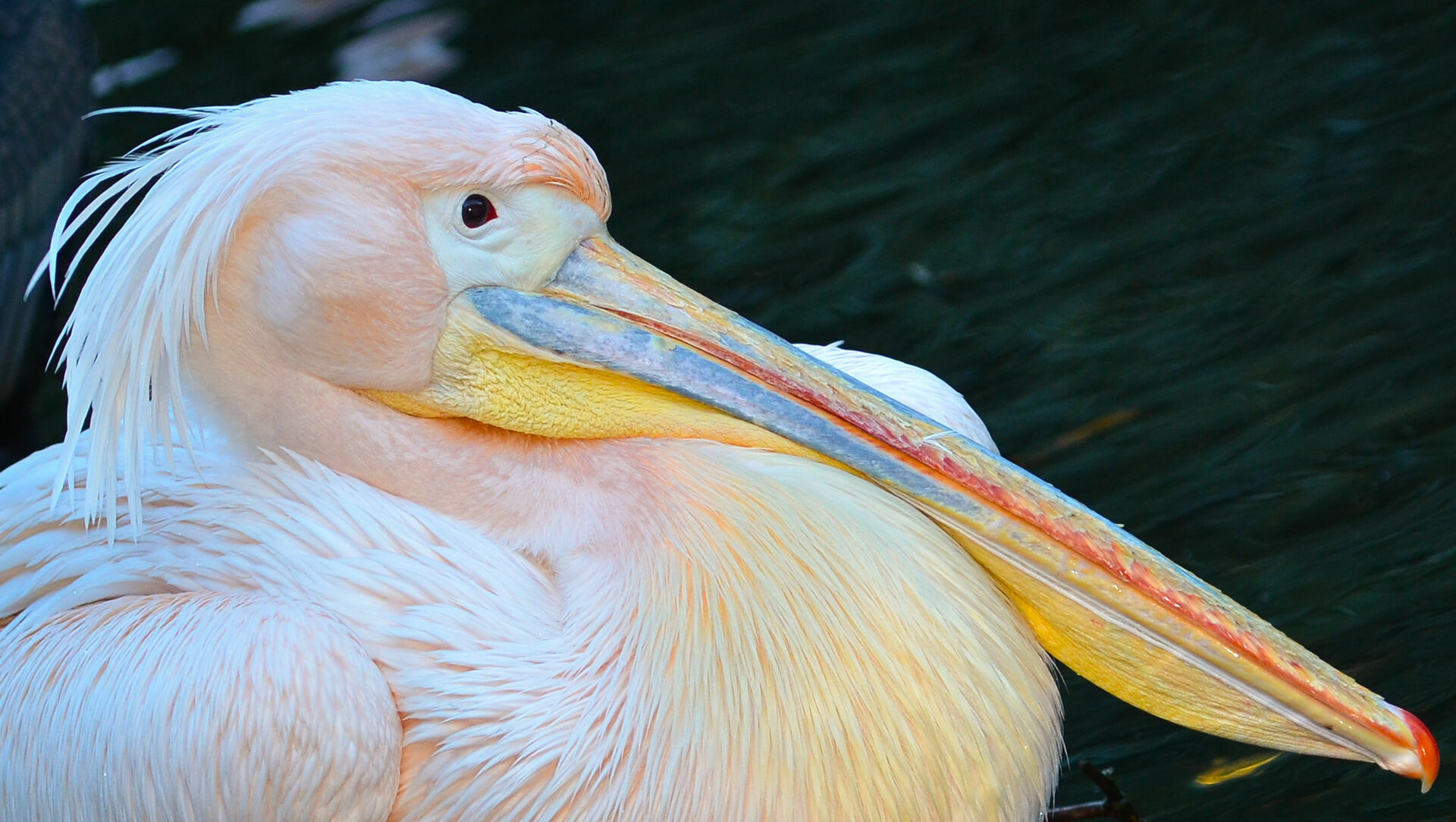 Редкого розового пеликана заметили в Ростовской области в январе