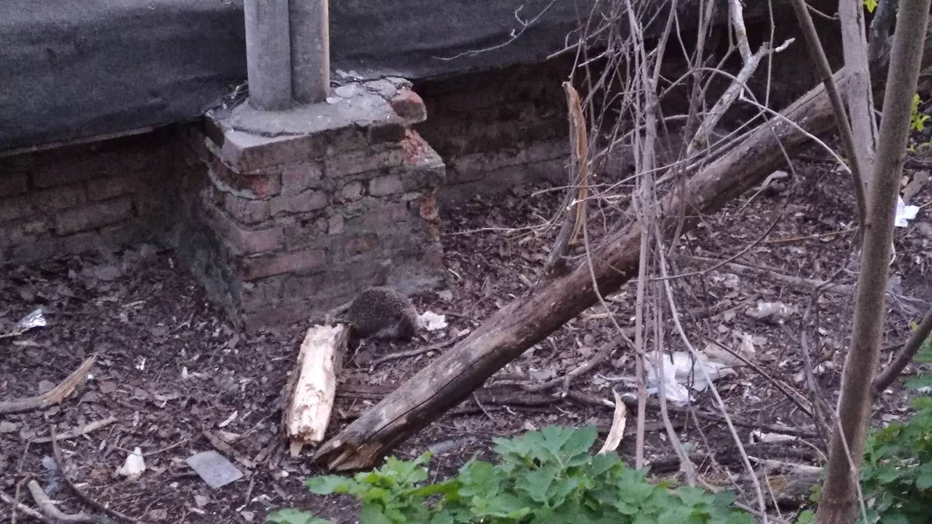 Ученый-зоолог объяснил нашествие ежиков на Западном в Ростове