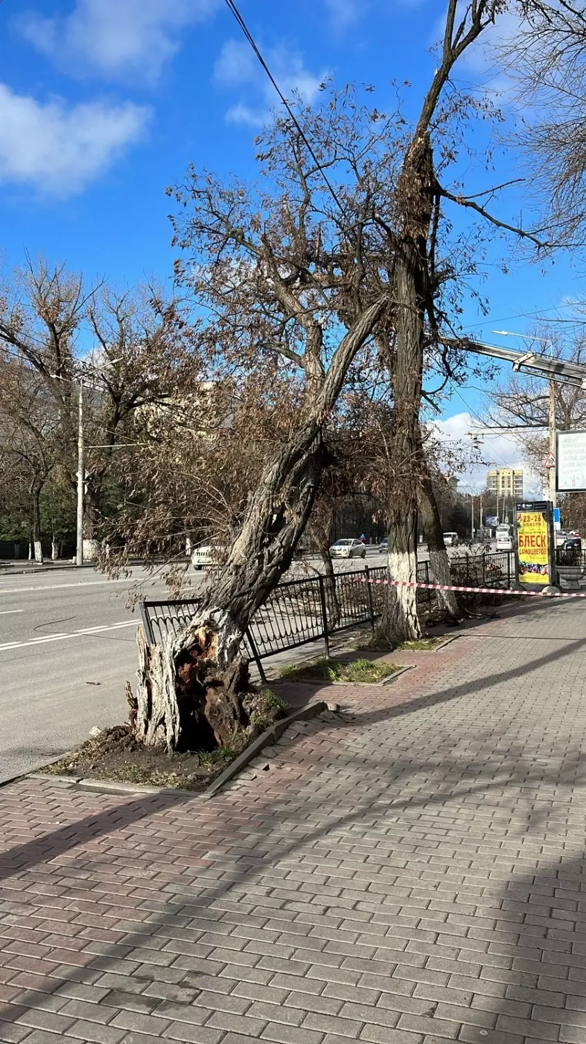 На улицах города можно увидеть поваленные прямо на тротуары и проезжую часть деревья.
