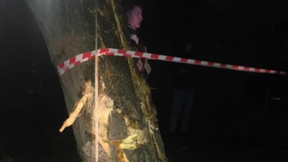 В Сальском районе водитель иномарки попал в больницу после столкновения с деревом