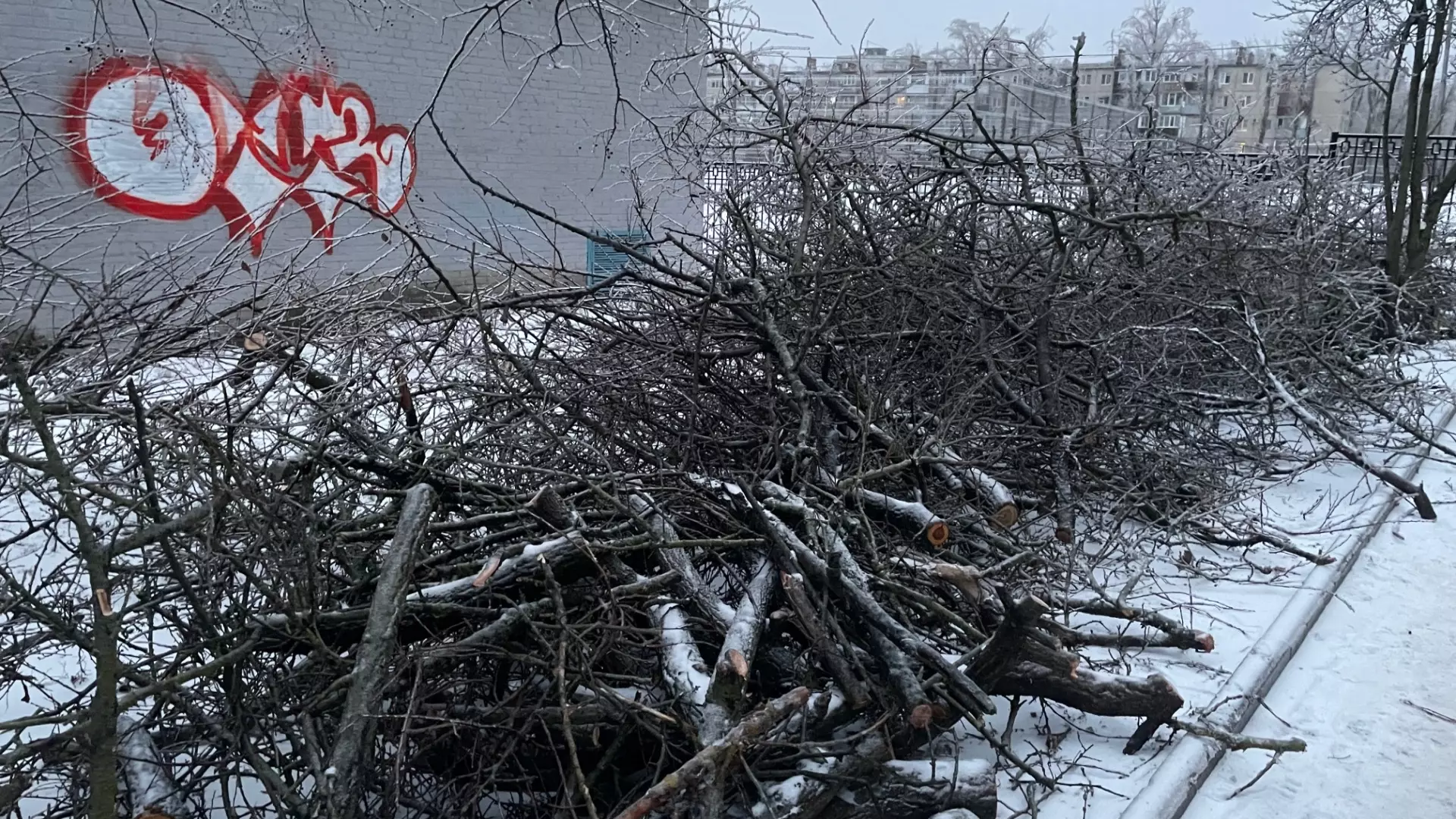 Более 530 деревьев рухнули в Ростове из-за льда и штормового ветра