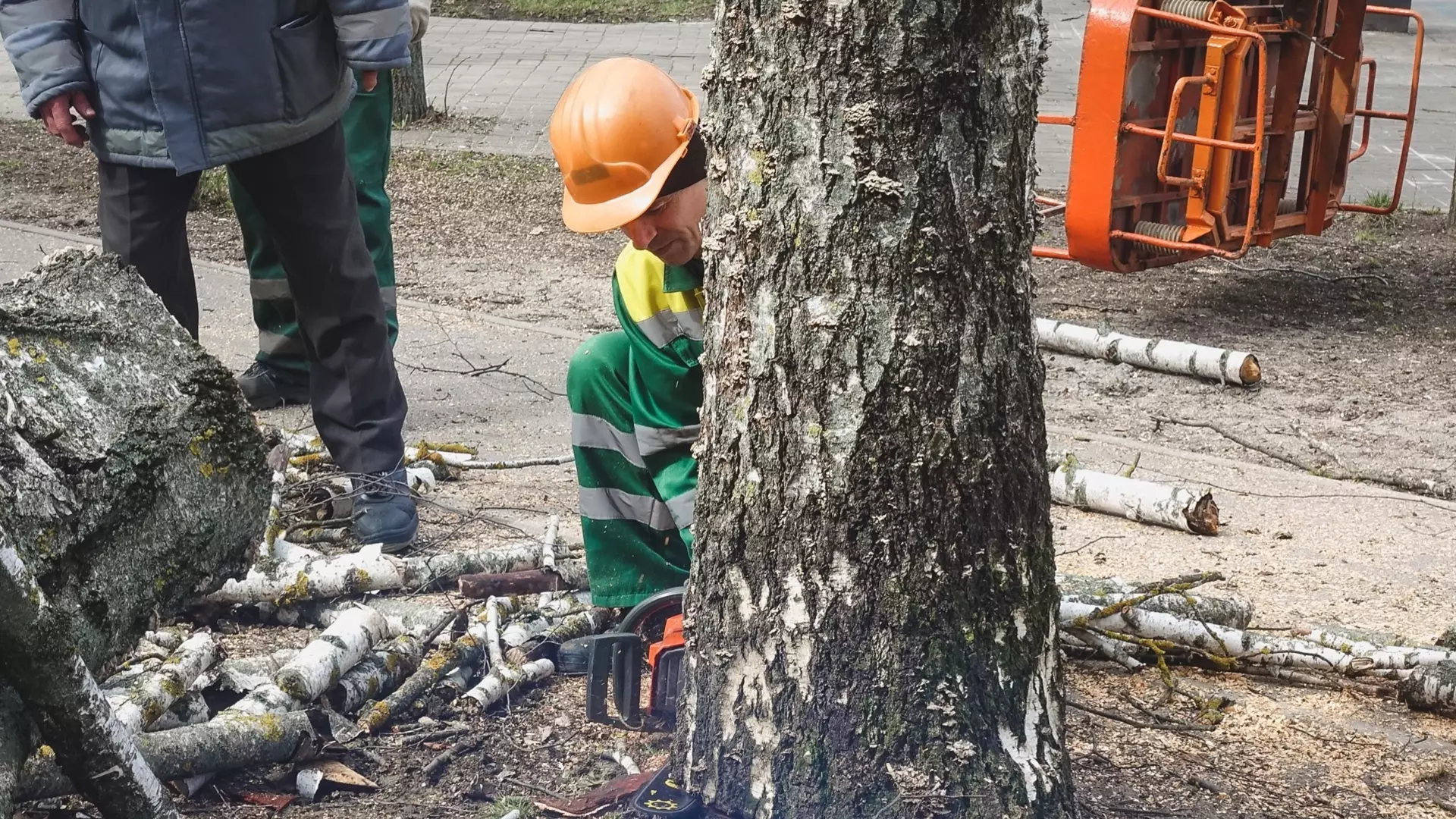 Эколог рассказал, как в новогодние дни массово срубили многолетние деревья в Ростове