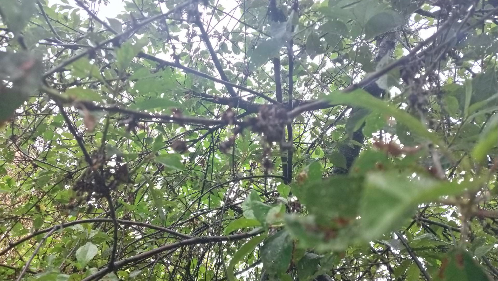 «Несколько плодов на дерево»: жители Ростовской области шокированы неурожаем вишни