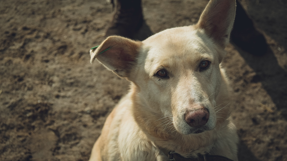 Жители в Ростове отдают собакам свои обеды, чтобы животные их не разорвали